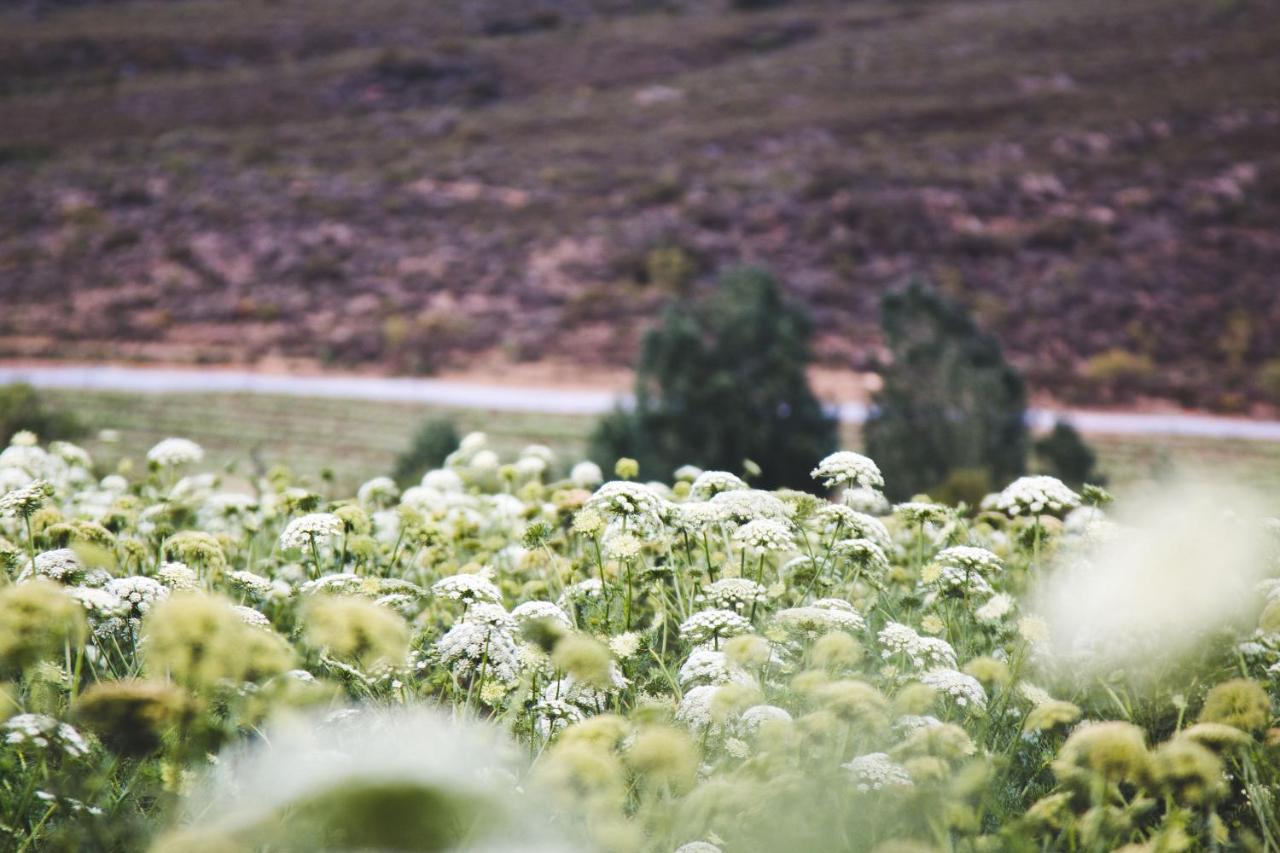 Blue Cow Barn - Boutique Farm Guest House Barrydale Bagian luar foto