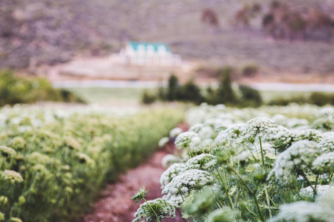 Blue Cow Barn - Boutique Farm Guest House Barrydale Bagian luar foto