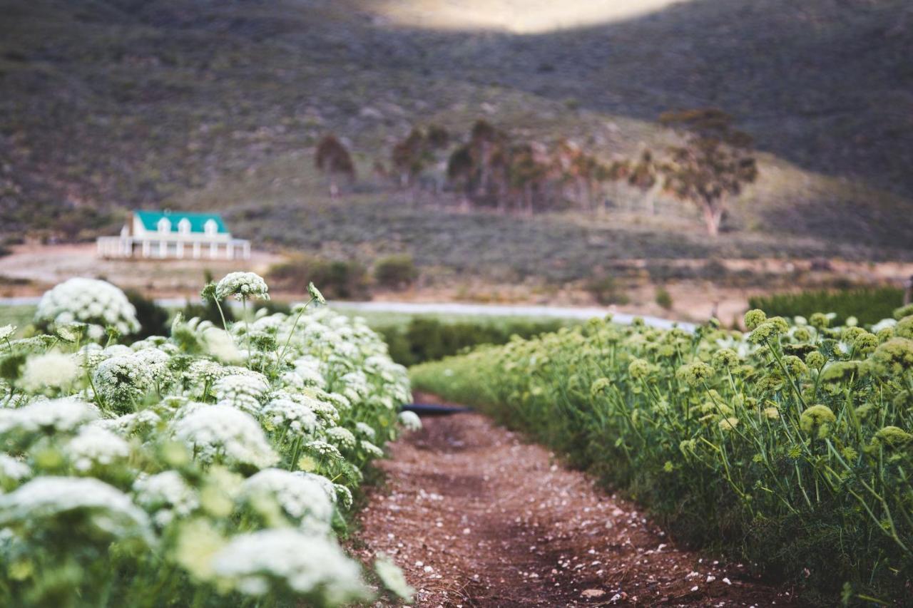 Blue Cow Barn - Boutique Farm Guest House Barrydale Bagian luar foto