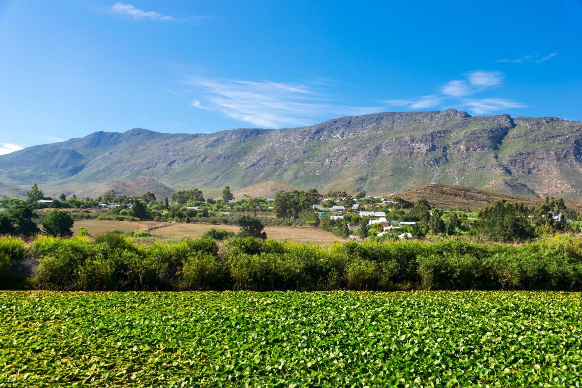 Blue Cow Barn - Boutique Farm Guest House Barrydale Bagian luar foto
