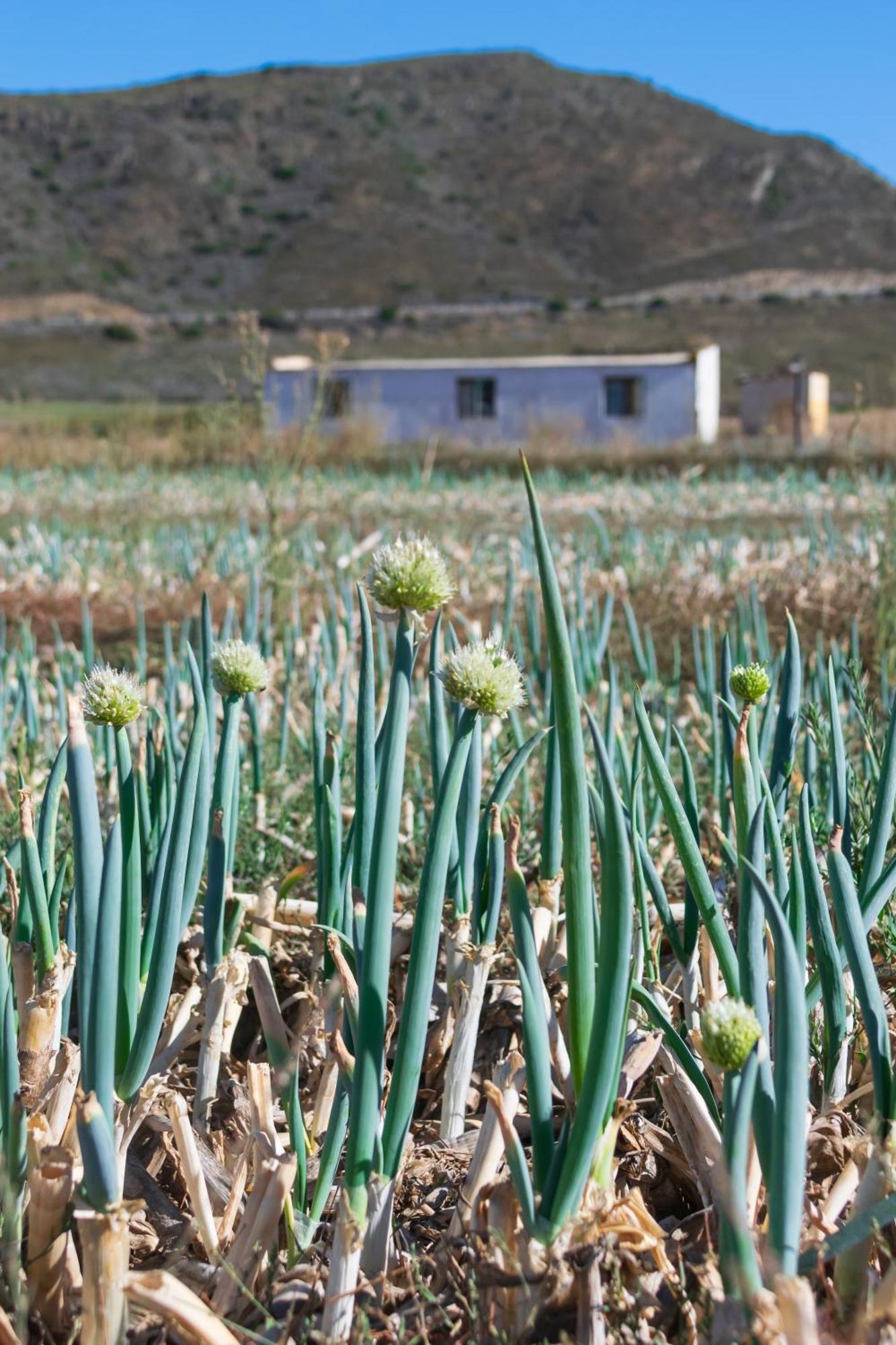 Blue Cow Barn - Boutique Farm Guest House Barrydale Bagian luar foto